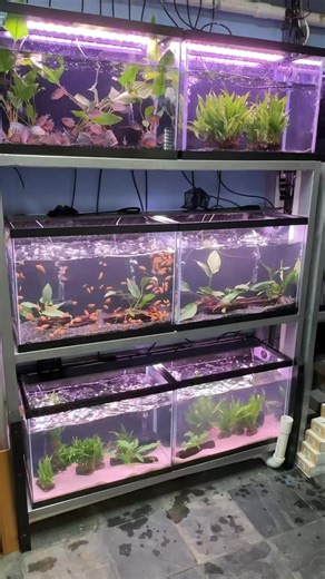 It was a BIG day for us at Aqua Zoo today!! Our first of the new racks is up and running with fish and plants!!! We will still be fine tuning things with it, as we continue down the wall with the next racks, but we wanted to share with you guys the fantastic news and progress!! This means even MORE fish and plants for everybody!!!!😍 #aquariumhobby #localfishstore #aquarium #plantedtank #nanofish #DwarfCichlids | Aqua Zoo