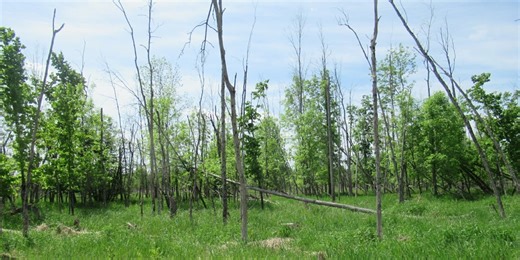 DNR auctioning off nearly 100 properties next month