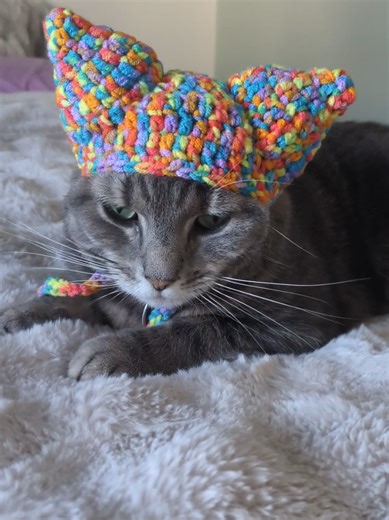Please excuse Stella's grumpy face 😂 Who saw Cat from @Raw Fed Kitties 😻 wearing this hat? #catsoftiktok #cathat #crocheters