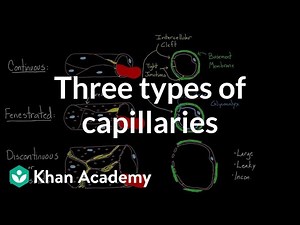 Three types of capillaries - Biology, NEET Video Lecture