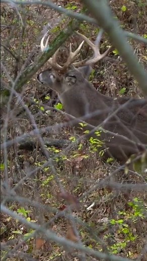 SUPER LOUD Snort Wheeze, Rattling At Aggressive Whitetail Buck #shorts #hunting #wildlife