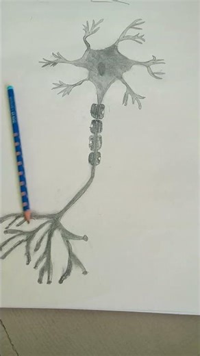 Human Neurons # Drawing
