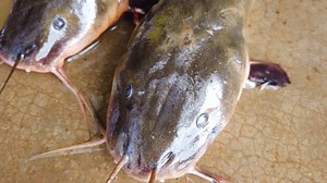 lots of live giant magur catfish clarias batrachus for sale in fish market