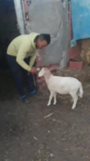 Man Interacts Playfully with Young White Goat