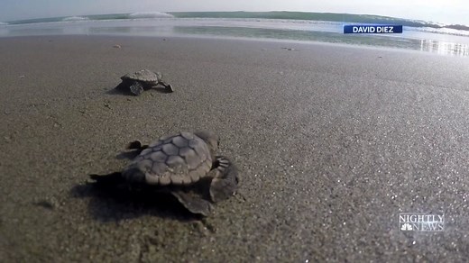 New lights installed along Florida’s coastline to protect vulnerable baby sea turtles