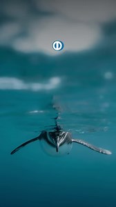 ¡Nada como los sabores de Manabí! Acompáñanos junto a Caro Sánchez y Valentina Álvarez a crear un plato que rinde homenaje a la Ruta del Spondylus. | Diners Club del Ecuador