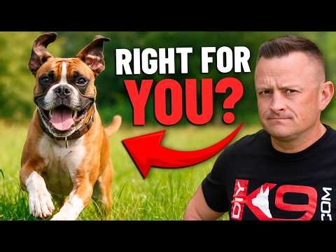 Is The BOXER Right For You!