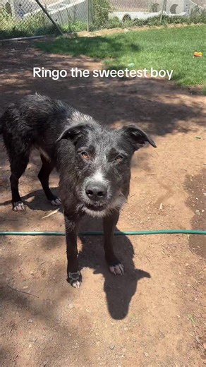 Poundie #dogsoftiktok #animalsoftiktok #dogs #doglover #fy @Starting Over Dog Rescue