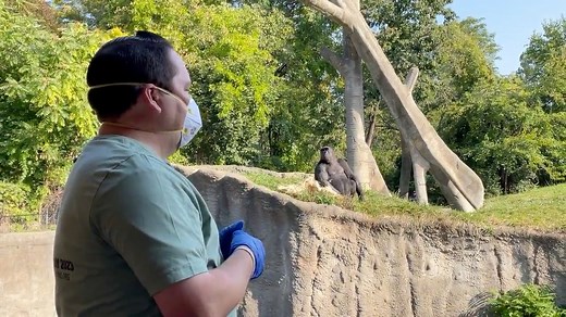 11K views · 225 reactions | Check out this clip from our first World a Gorilla Day habitat chat with the new troop. You can see the whole video on the Detroit Zoo Facebook page and join us in person at the Great Apes of Harambee habitat for a great day of gorilla fun! #detroitzoo #gorillas #worldgorilladay #conservation #enrichment #snacks | Detroit Zoo | Facebook