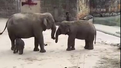 25K views · 310 reactions | A newborn baby elephant took its first steps under its mother’s watchful eyes at a Budapest zoo | Reuters | Facebook