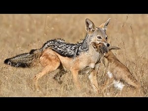 Intense Jackal Hunt and Kill on Safari in South Africa