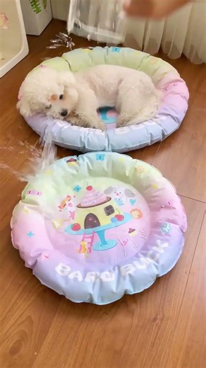 🥵 Dog Overheating? Try This Cooling Mat! ❄️ #PetHacks #DogSummer