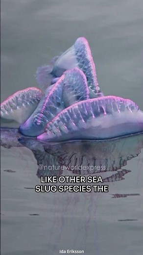 Blue Sea Dragon | Beauty and Danger in the Ocean