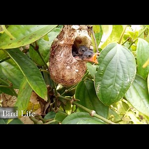 366K views · 694 shares | The Life of Birds - Nature Documentary part38 | Bird Life | Facebook