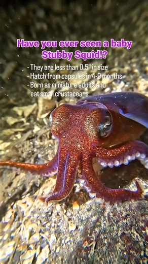 121 reactions · 12 shares | Check out this baby stubby squid 撚 By...