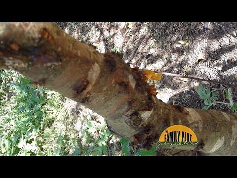 Q&A – What causes the sap to run out of peach trees?