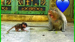 756K views · 8.6K reactions | What does it mean...? Why this mom show big mouth before her baby look terrified | Newly Monkey | Facebook