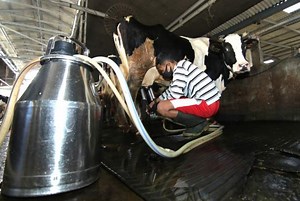 Beternak Sapi di Jakarta Bukan Mustahil | Republika ID