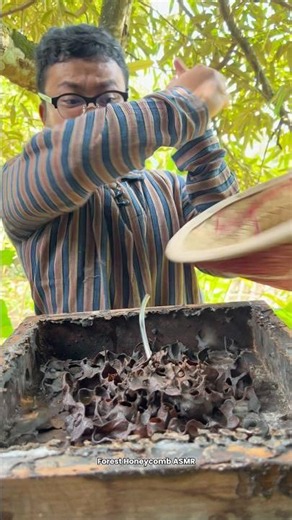 ASMR Drinking Wild Stingless Bee Honey Pots - 166 🍯 #shorts