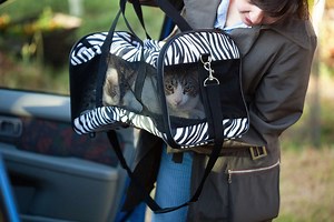 Make Traveling Easier on Your Cat