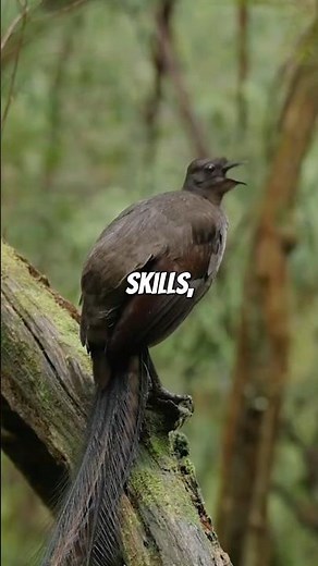 Lyrebirds Mimicking Artificial Sounds: Unbelievable Accuracy!