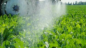 The tractor spraying the plants of sugar beet from pests, insects, diseases using modern crop sprayer. Slow motion. HD