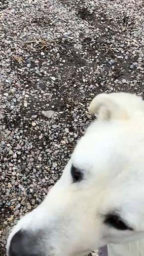 116 reactions · 20 shares | Pecan has been at a board and train for a week now and gaining more and more confidence. He is ready for adoption! APPLY TODAY! | Great Pyrenees Rescue, Montana | Facebook