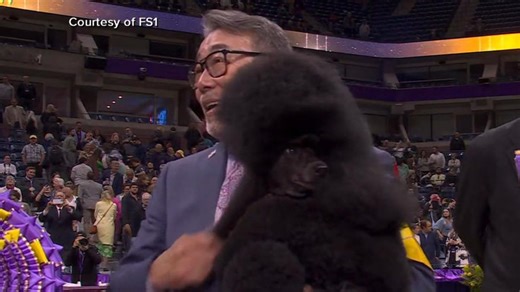 Miniature poodle wins Best in Show for 2024