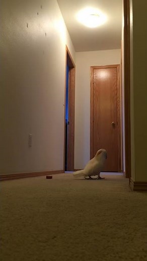 Gotcha the Cockatoo running on the floor yelling nonsense at everything!! Very funny! *ORIGINAL*