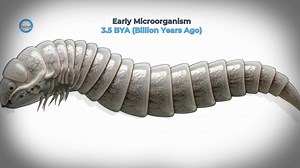 The Evolution of Jellyfish 🌊 | 500 Million Years of Survival | Evolution Timeline