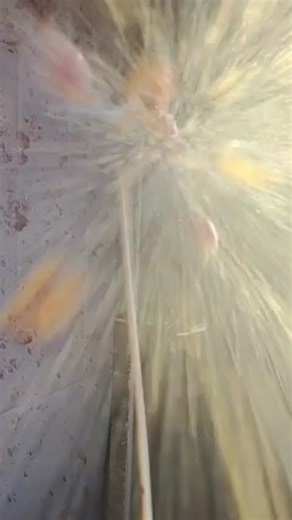 Exploding Cherry Plum Slo-mo