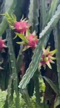 cắt thanh long 6h sáng