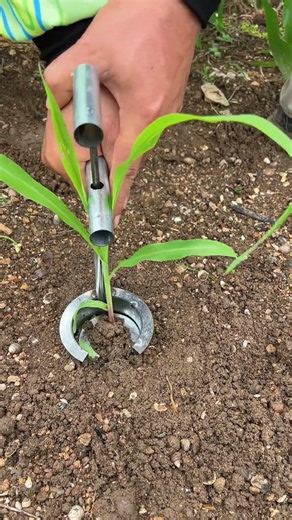 Precision Planting: Easy Seedling Transplanter Tool #shorts