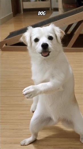 dog training 😍#shorts #cute #ytshorts #viral #love 😍