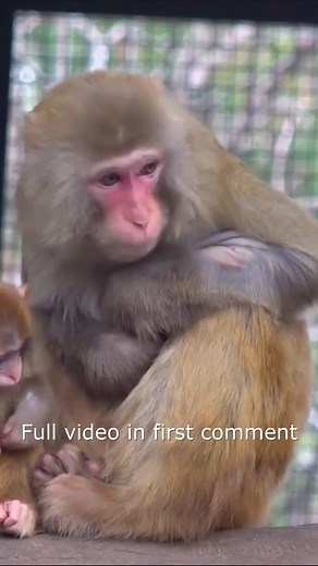 The life of cute little yellow monkeys, being bullied by bad monkeys every day_60 | Monkey BC