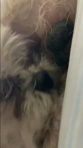 My dog licking his ballz
