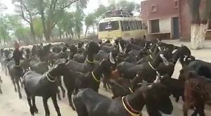 45K views · 674 reactions | DANCING GOATS | Entertain people | Facebook