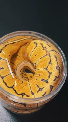 Python Regius🤟🏻🐍❗️ #snake #waz