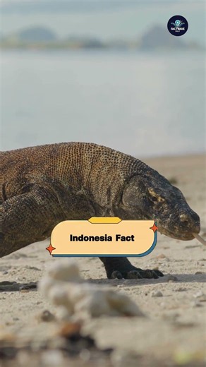 Indonesia Facts That Will Shock You 🌋🏝️ || #indonesiafacts #worldgeography ‪@FactwaveDaily01‬