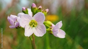 The flower of the Capsella bursa-pastoris, known as shepherd's purse.