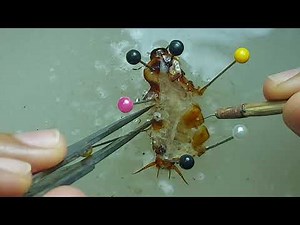 Insect nervous system dissection