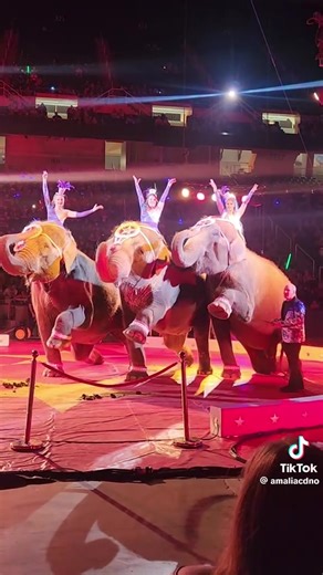 Hamid Circus Elephants Performance Highlights