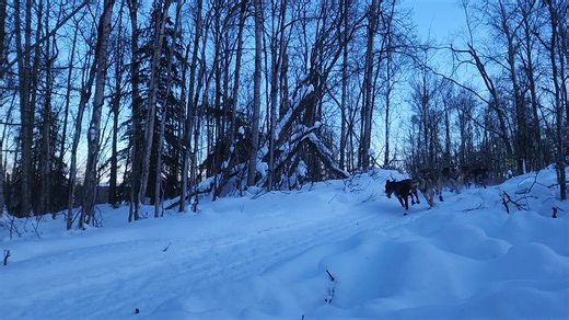jr musher, 3 time winner #alaska #over40club #lifebelowzero #mushinglife #Seppalasiberian #sevenmilehillsanctuary #homesteading #ditarod #ASDRA