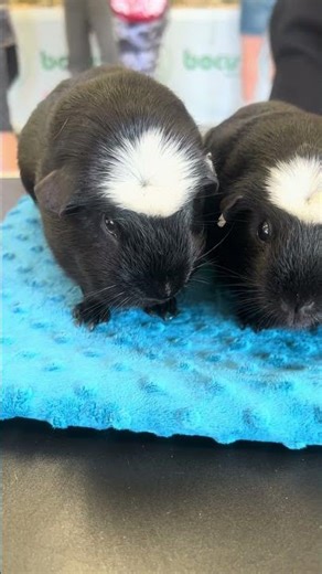 These guinea pigs look like they are wearing hats