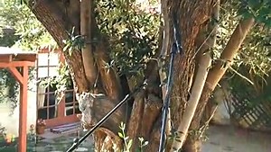 Diego Stocco - Music From A Tree