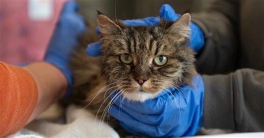 Cat survives fall that killed 2 in Bryce Canyon National Park