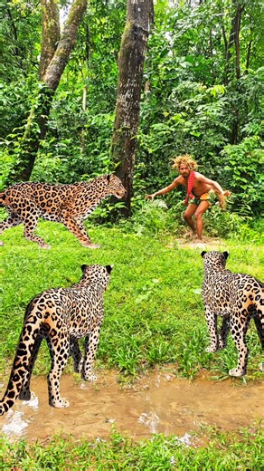 8.8K views · 19 reactions | Two leopard attack men in jungle  #reels #vfx #leopard | Gamer Vai | Facebook