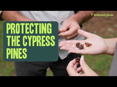 Protecting the Cypress Pine Protection in Brunswick Heads