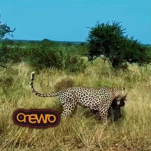 Leopard Attacks Porcupine… Big Mistake! 😳