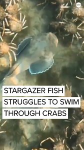 78K views · 238 reactions | MOVE OUT THE WAY: A stargazer fish found itself stifled by a seabed of crabs blocking its path, as the crustaceans repeatedly snipped at and climbed on top of it. https://abcn.ws/3mb1dsD | ABC News | Facebook